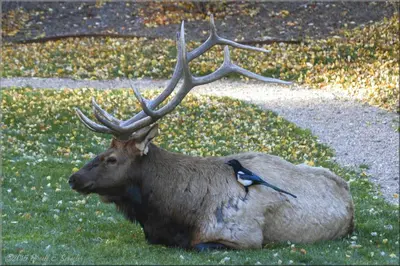 a deer laying in the grass with a bird on its back at Sunnyside Knoll- 2 cottage in Estes Park