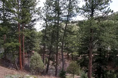 a forest filled with lots of trees on a hill at Fawn Valley Inn- 106 condo in Estes Park