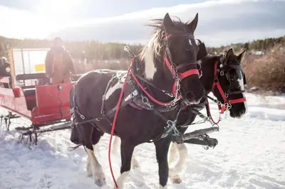 two horses pulling a carriage in the snow at Woodbridge Inn Getaway: Pet Friendly, Mountain Views in Frisco