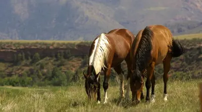 two horses grazing in a field of grass at Gorgeous Ranch Stay Accommodation with Amazing Views in Livermore, Colorado in Livermore