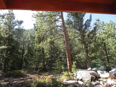 a view of the woods from the window of a cabin at Railway Cabin at Base Camp in Dumont