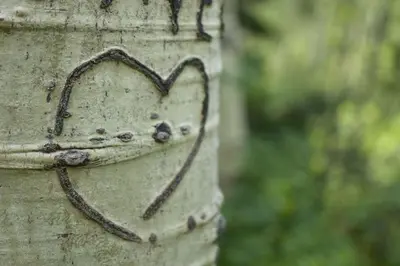 a heart drawn on the side of a tree at Studio at St Marys Glacier in Idaho Springs