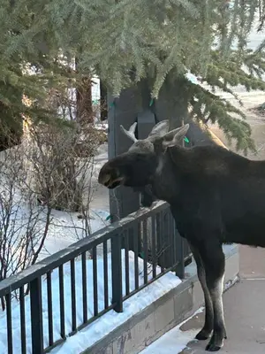 a moose standing next to a fence at Settlers Creek 6529 by SummitCove Lodging in Keystone