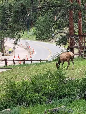 a deer eating grass on the side of a road at Cabin 5- Private Cabin w King bed kitchen porch in Estes Park