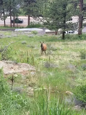 a goat standing in a field of grass at Cabin 10- King Cabin Mins to RMNP in Estes Park