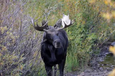 a bull moose standing on a path in a field at Mountain Escape in Fraser near Winter Park Trails in Fraser