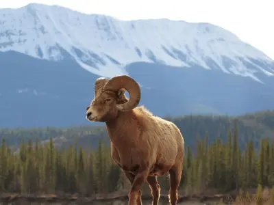 a ram standing in front of a snow covered mountain at Fraser 3BR Condo with Pool and Hot Tub in Fraser