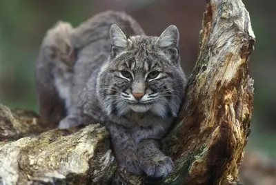 a cat sitting on top of a tree branch at The Inn on Fall River & Fall River Cabins in Estes Park