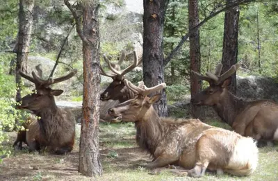 a group of deer laying down in the woods at Stonebrook Resort - Adult Only in Estes Park