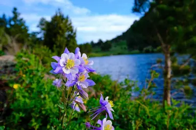 a bunch of purple flowers in front of a lake at Mount Cairns 16A Condo in Estes Park