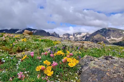 a field of flowers on top of a mountain at Mount Chapin S4 Condo in Estes Park