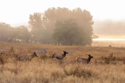 a group of animals standing in a field at Mount Acoma 38 Condo in Estes Park