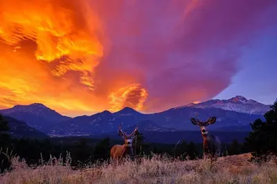 a group of three deer standing in a field at sunset at Powell Peak 104 Condo in Estes Park