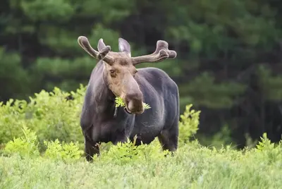 a moose standing in a field with grass in its mouth at Mountain Peak Home in Tabernash