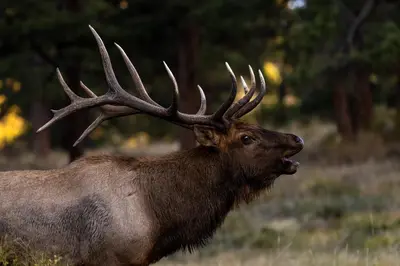 a brown elk with antlers standing in a field at Chiefs Head Peak 21B Condo in Estes Park
