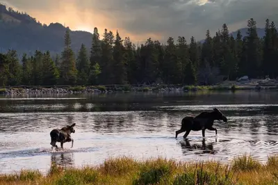 two horses running in the water in a lake at Lookout Mountain 27B Condo in Estes Park
