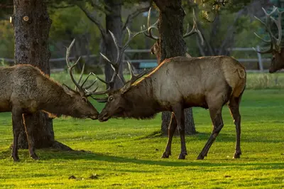 two deer standing next to trees in a field at Snowdrift Peak 203 Condo in Estes Park