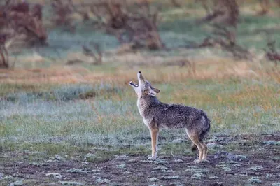 a animal standing in a field with its head in the air at Starlight In The Rockies in Estes Park