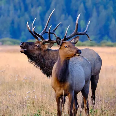 two elk standing next to each other in a field at Mount Cirrus 10B Condo in Estes Park