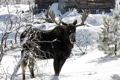 a bull moose with antlers standing in the snow at Wild Flower - EV #3197 in Estes Park