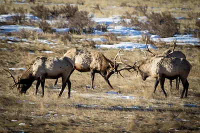 a group of elk grazing in a field with snow at Wild Flower - EV #3197 in Estes Park