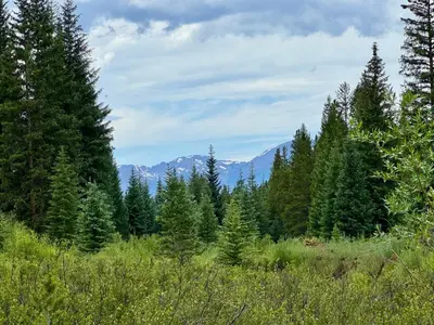 a forest of trees with mountains in the background at Alders 854 By SummitCove Lodging in Keystone