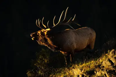 a bull elk standing on the side of a hill at Deer Mountain 28B condo in Estes Park