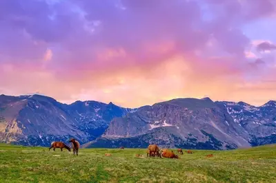 a group of horses grazing in a field with mountains at Deer Mountain 28B condo in Estes Park