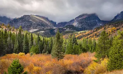 a forest of trees with mountains in the background at Newly Renovated in the Heart of Historic Loveland in Loveland