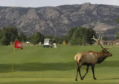a deer walking on a golf course with a red flag at Rocky Mountain Escape - Steps to Lake Estes, Jacuzzi, Close to Downtown Estes in Estes Park