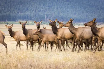 a herd of deer standing in a field at River Rock Retreat -- EV #6032 condo in Estes Park