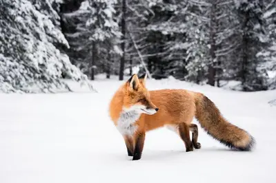 a red fox walking in the snow at Galena Getaway: Dog-Friendly Frisco Retreat in Frisco