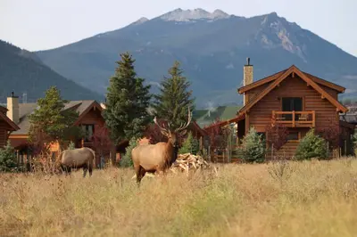 two elk standing in a field in front of a cabin at Rocky Mountain Gem! Two Large patios, Fireplace and Private Jacuzzi in Estes Park
